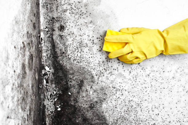 Best Black Mold Removal  in Crisfield, MD
