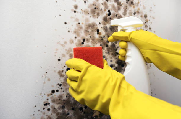 Best Residential Mold Removal  in Crisfield, MD