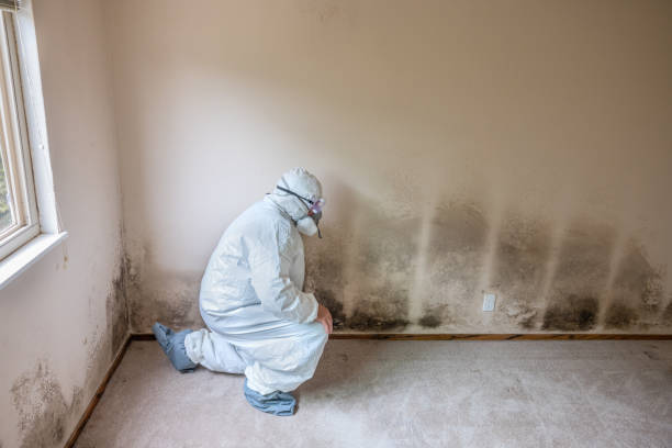 Professional Mold Removal in Crisfield, MD