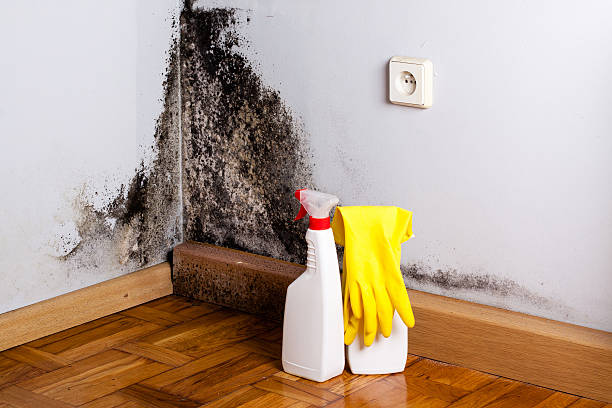 Best Home Mold Removal  in Crisfield, MD