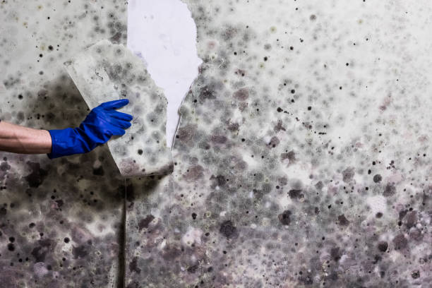 Best Home Mold Removal  in Crisfield, MD