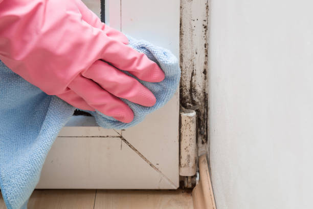 Best Certified Mold Removal  in Crisfield, MD