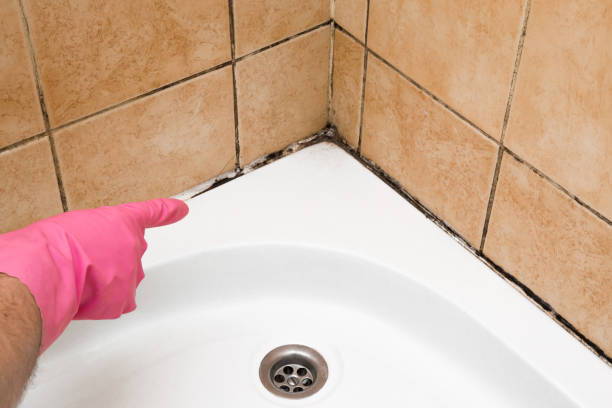 Home Mold Removal in Crisfield, MD